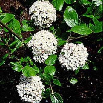 Viburnum Burkwoodii Anne Russell
