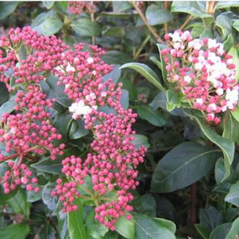 Viburnum Tinus Gwellian