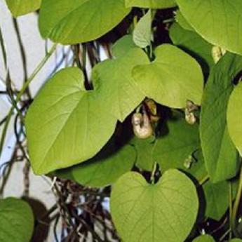 Aristolochia Macrophylla