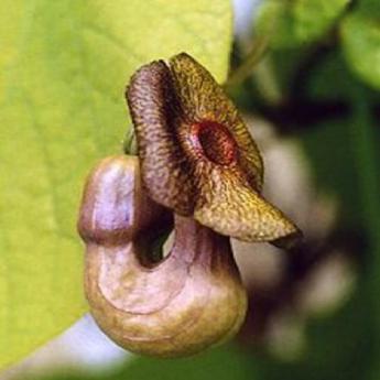 Aristolochia Macrophylla