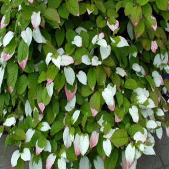 Actinidia Kolomikta