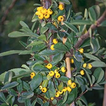 Pyracantha 