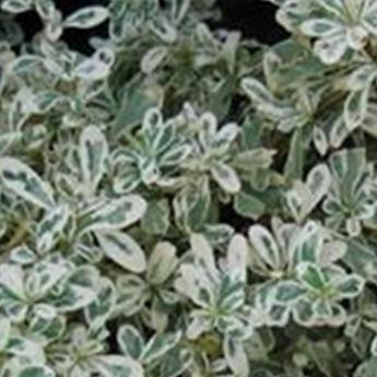 Pyracantha Sparkler
