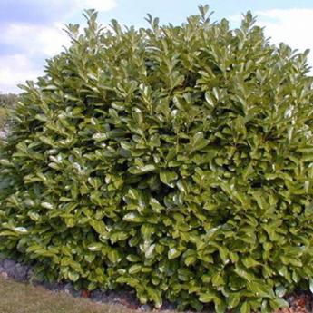 Prunus Lusitanica Angustifolia