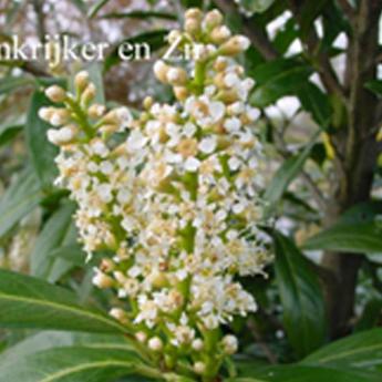 Prunus Lauroc. Caucasica