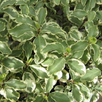 Pittosporum Tenuifolium Variegatum