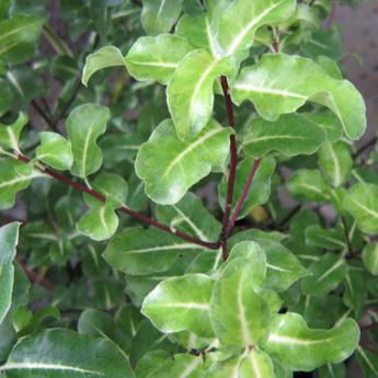 Pittosporum Tenuifolium Abbotsburry Gold