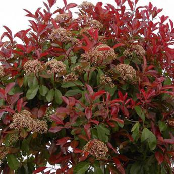 Photinia X Fraseri Red Robin