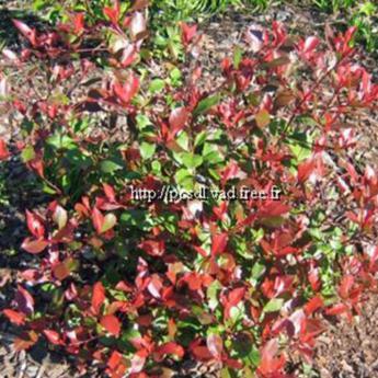 Photinia Little Red Robin