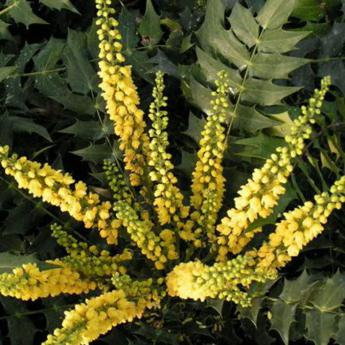 Mahonia Winter Sun