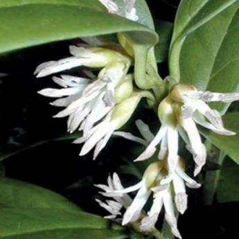 Sarcococca Ruscifolia Sarcococca Ruscifolia