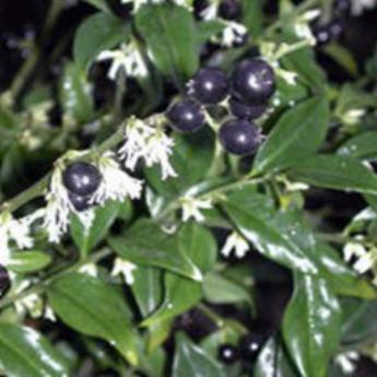 Sarcococca Ruscifolia