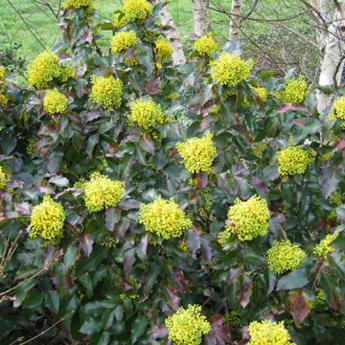 Mahonia Aquifolium Apollo