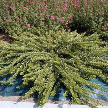 Lonicera Pileata