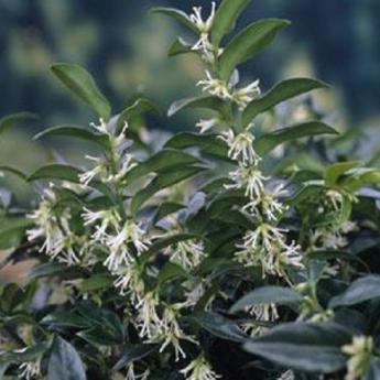 Sarcococca Humilis Sarcococca Humilis