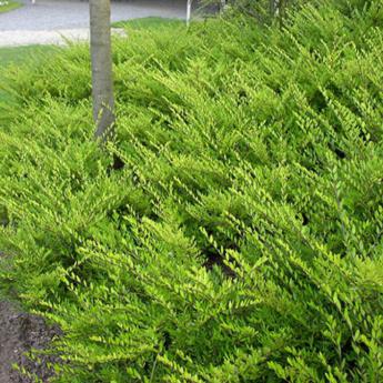 Lonicera Nitida Maigrum