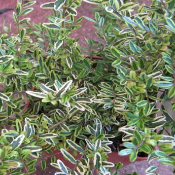 Lonicera P. Lemon Beauty