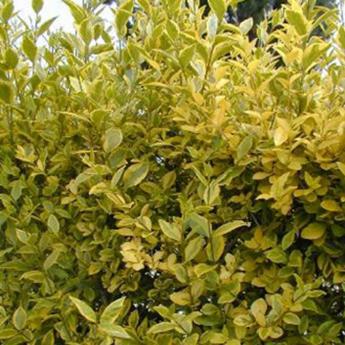 Ligustrum Ovalifolium Aureum