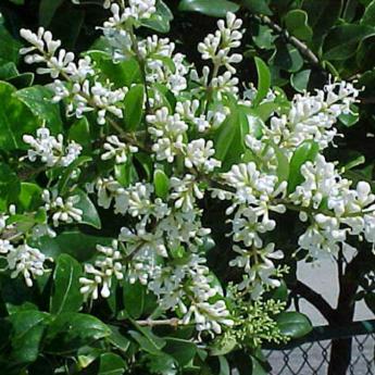 Ligustrum Japonicum Texanum