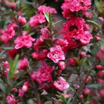 Leptospermum Leptospermum
