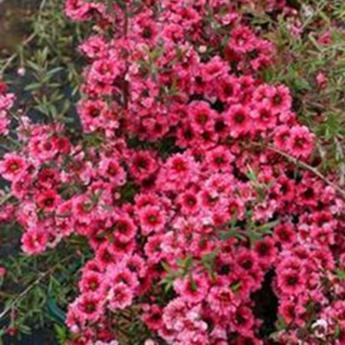 Leptospermum