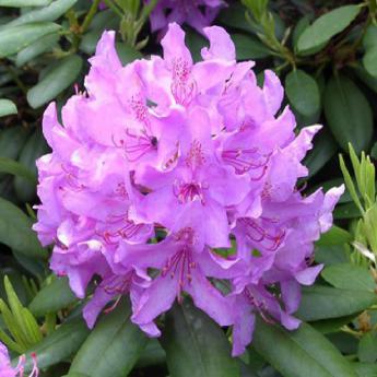 English Roseum