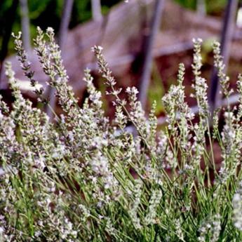 Lavandula Angustifolia Grosso