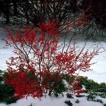 Ilex Verticillata