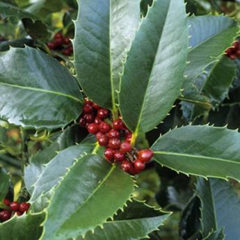 Inex Castaneifolia