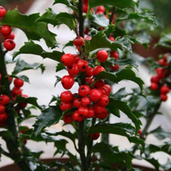 Ilex Meserveae Blue Princess