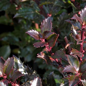 Ilex Meserveae Blue Prince