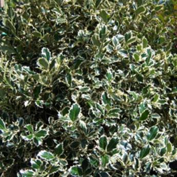 Ilex Aquifolium Ferox Variegata