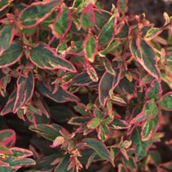 Hypericum Moserianum Tricolor