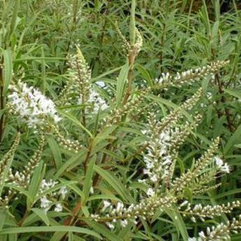 Hebe Microphylla