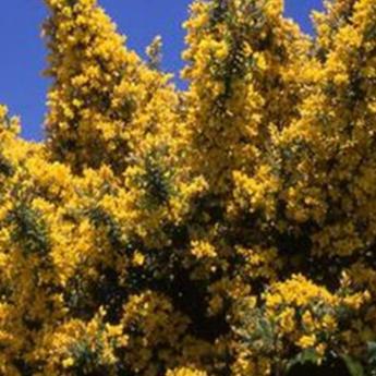 Genista Porlock