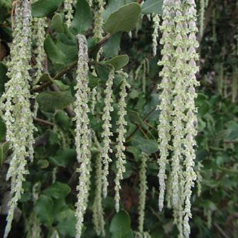 Garrya Elliptica