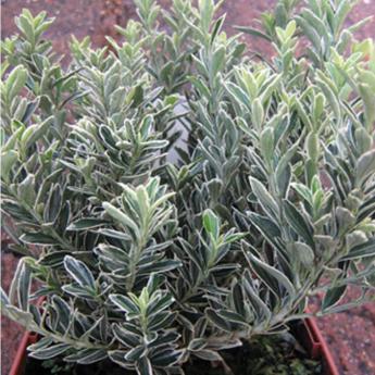 Euonymus Micro. Albomarginata