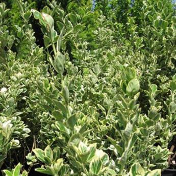 Euonymus Japonicus President Gauthier