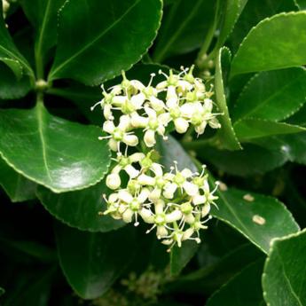 Euonymus Japonicus
