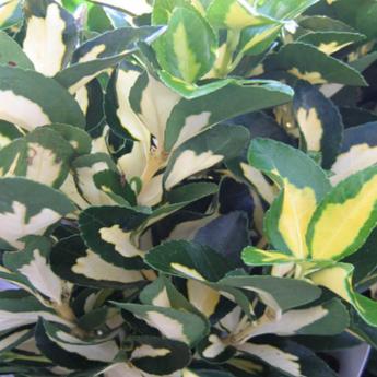 Euonymus Japonicus Luna