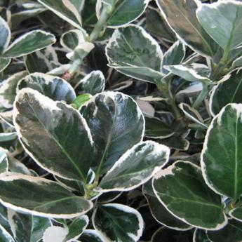 Euonymus Japonicus Kathy