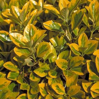 Euonymus Japonicus Aureomarginatus