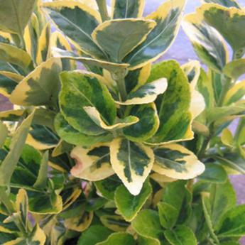 Euonymus Japonicus Aureomarginata