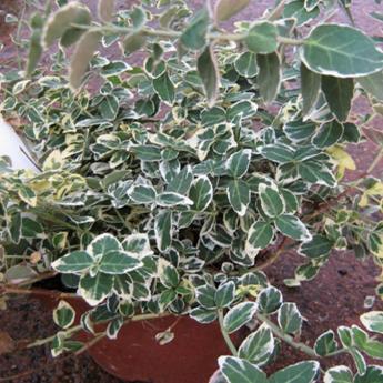 Euonymus Fort. Emerald Gaiety