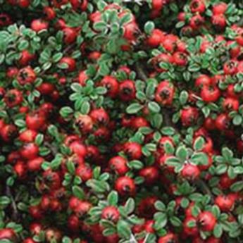 Cotoneaster Streibs Findling