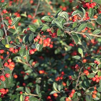 Cotoneaster Franchetii