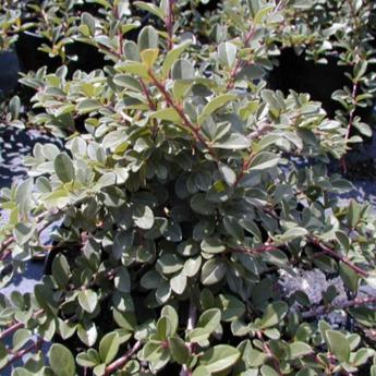 Cotoneaster Damneri Eicholz