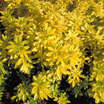 Choisya Ternata Sundance Brica