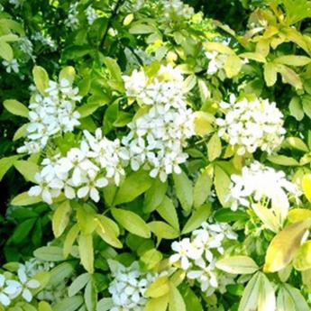 Choisya Ternata Sundance Brica