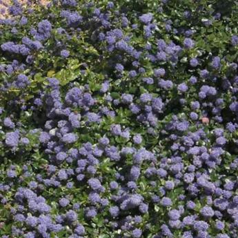 Ceanothus Thyrsiflorus Repens